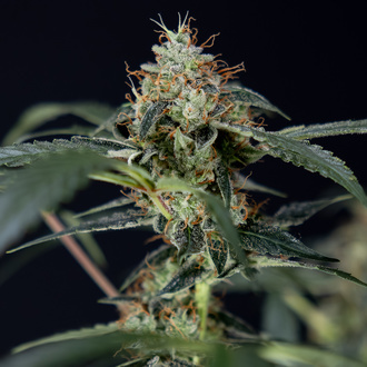 Gush Mintz Autoflower (Zamnesia Seeds) Feminisoidut