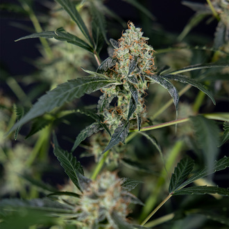 Gush Mintz Autoflower (Zamnesia Seeds) Feminisoidut