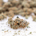 Gush Mintz Autoflower (Zamnesia Seeds) Feminisoidut
