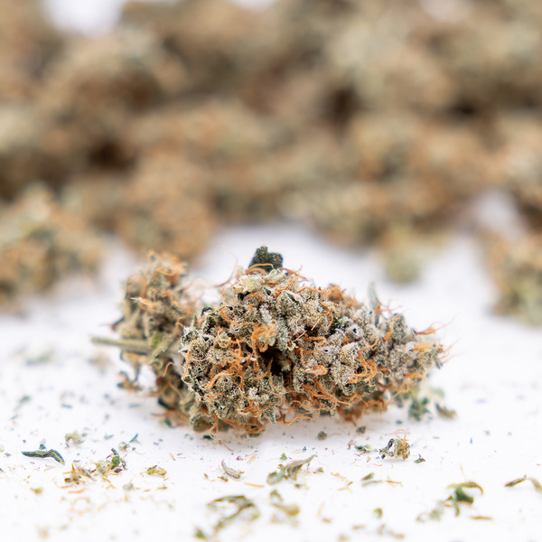 Gush Mintz Autoflower (Zamnesia Seeds) Feminisoidut