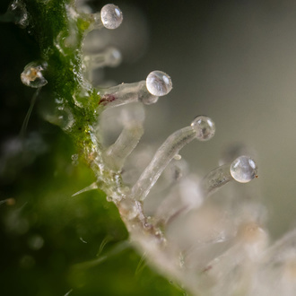 Gush Mintz Autoflower (Zamnesia Seeds) Feminisoidut