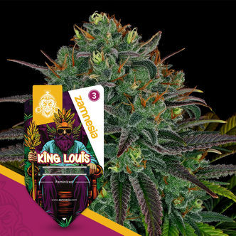 King Louis (Zamnesia Seeds) feminisoidut