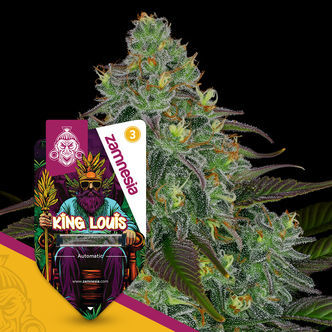 King Louis Automatic (Zamnesia Seeds) feminisoidut