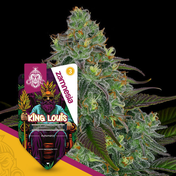 King Louis Autoflower (Zamnesia Seeds) Feminisoidut