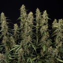 King Louis Autoflower (Zamnesia Seeds) Feminisoidut