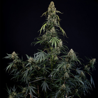 King Louis Autoflower (Zamnesia Seeds) Feminisoidut