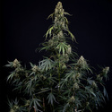 King Louis Autoflower (Zamnesia Seeds) Feminisoidut