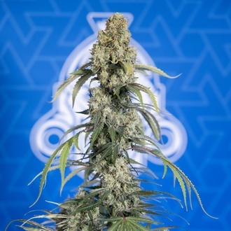 King Louis Autoflower (Zamnesia Seeds) Feminisoidut