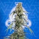 King Louis Autoflower (Zamnesia Seeds) Feminisoidut