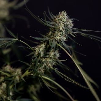 King Louis Autoflower (Zamnesia Seeds) Feminisoidut