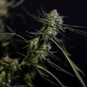 King Louis Autoflower (Zamnesia Seeds) Feminisoidut