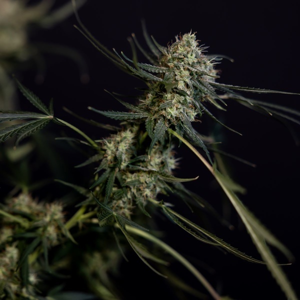 King Louis Autoflower (Zamnesia Seeds) Feminisoidut