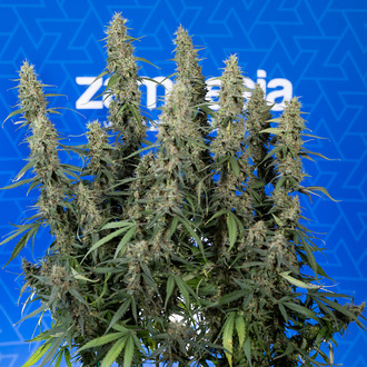 King Louis Autoflower (Zamnesia Seeds) Feminisoidut