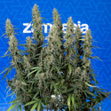 King Louis Autoflower (Zamnesia Seeds) Feminisoidut