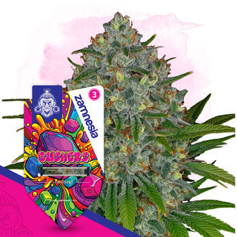 Gushers (Zamnesia Seeds) feminisoidut
