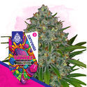 Gushers (Zamnesia Seeds) Feminisoidut