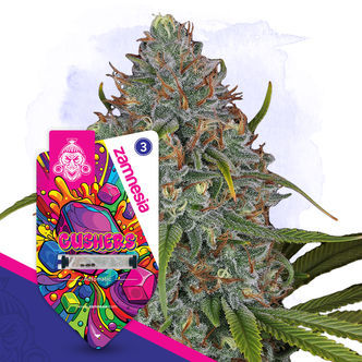 Gushers Automatic (Zamnesia Seeds) feminisoidut kannabiksen siemenet