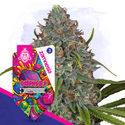 Gushers Autoflower (Zamnesia Seeds) Feminisoidut