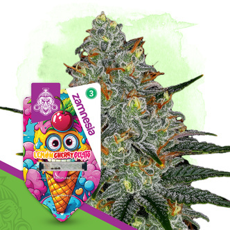 Lemon Cherry Gelato (Zamnesia Seeds) feminisoidut kannabiksen siemenet