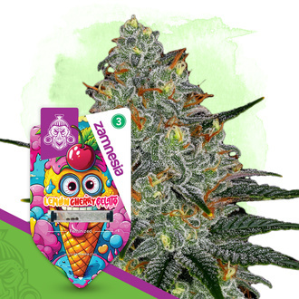Lemon Cherry Gelato (Zamnesia Seeds) Feminisoidut
