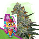 Lemon Cherry Gelato (Zamnesia Seeds) Feminisoidut