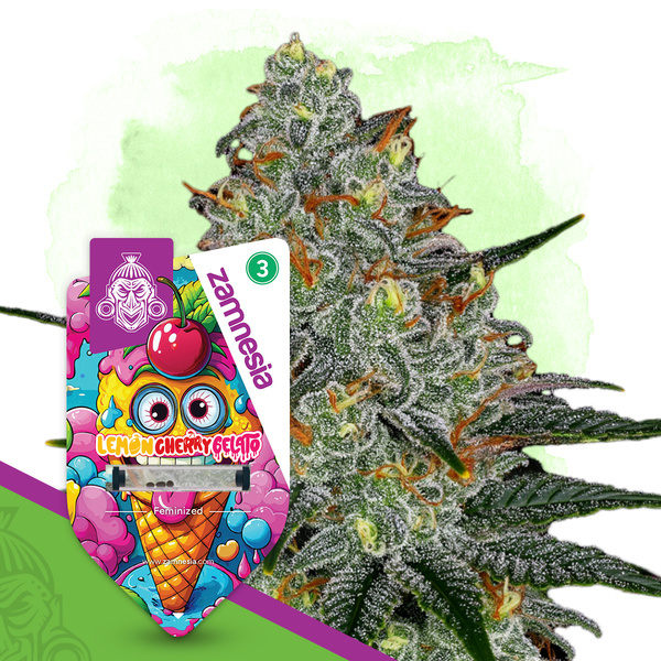 Lemon Cherry Gelato (Zamnesia Seeds) Feminisoidut