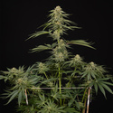 Lemon Cherry Gelato (Zamnesia Seeds) Feminisoidut