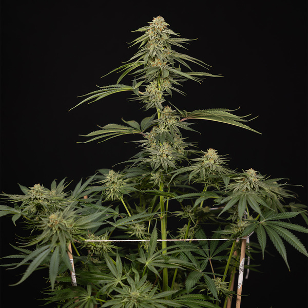 Lemon Cherry Gelato (Zamnesia Seeds) Feminisoidut