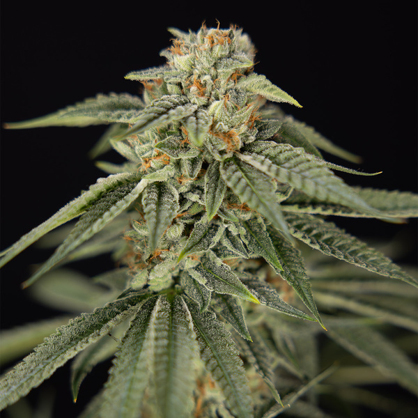Lemon Cherry Gelato (Zamnesia Seeds) Feminisoidut
