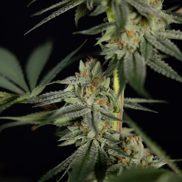 Lemon Cherry Gelato (Zamnesia Seeds) Feminisoidut
