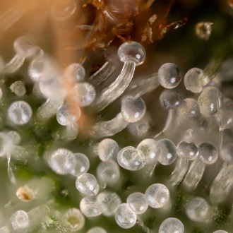 Lemon Cherry Gelato (Zamnesia Seeds) Feminisoidut