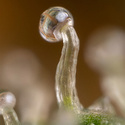 Lemon Cherry Gelato (Zamnesia Seeds) Feminisoidut