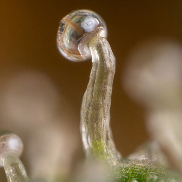 Lemon Cherry Gelato (Zamnesia Seeds) Feminisoidut