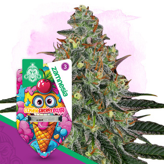 Lemon Cherry Gelato Automatic (Zamnesia Seeds) feminisoidut kannabiksen siemenet