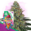 Lemon Cherry Gelato Autoflower (Zamnesia Seeds) Feminisoidut