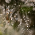 Jet Fuel (Zamnesia Seeds) Feminisoidut