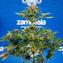 Jet Fuel (Zamnesia Seeds) Feminisoidut