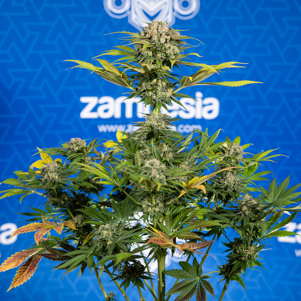 Jet Fuel (Zamnesia Seeds) Feminisoidut