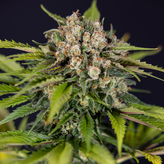 Jet Fuel (Zamnesia Seeds) Feminisoidut