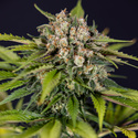 Jet Fuel (Zamnesia Seeds) Feminisoidut