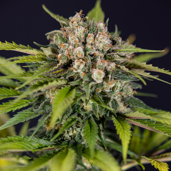 Jet Fuel (Zamnesia Seeds) Feminisoidut