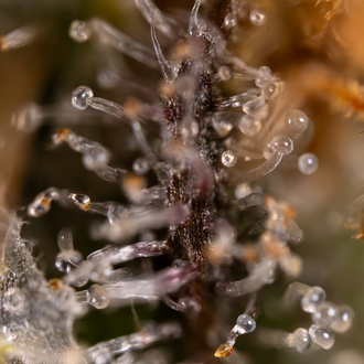 Jet Fuel (Zamnesia Seeds) Feminisoidut