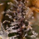Jet Fuel (Zamnesia Seeds) Feminisoidut