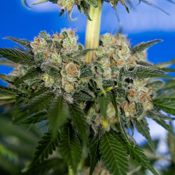 Jet Fuel (Zamnesia Seeds) Feminisoidut