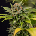 Jet Fuel (Zamnesia Seeds) Feminisoidut