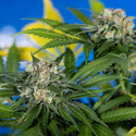Jet Fuel (Zamnesia Seeds) Feminisoidut
