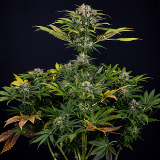 Jet Fuel (Zamnesia Seeds) Feminisoidut