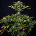 Jet Fuel (Zamnesia Seeds) Feminisoidut