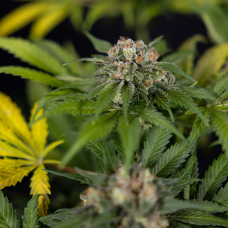 Jet Fuel (Zamnesia Seeds) Feminisoidut