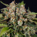 Jet Fuel (Zamnesia Seeds) Feminisoidut